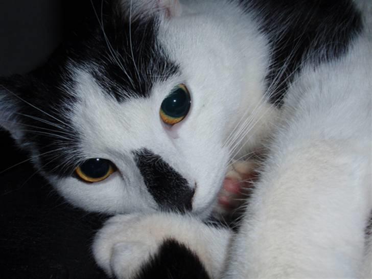 Huskat Plet * død i 2010 * - Jeg elsker og ligge op putte mig  billede 1