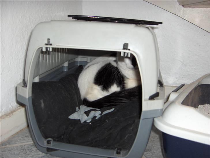 Huskat Plet * død i 2010 * - Jeg har kun været ved min nye ejer et par timer så er stadig lidt skræmt  billede 2