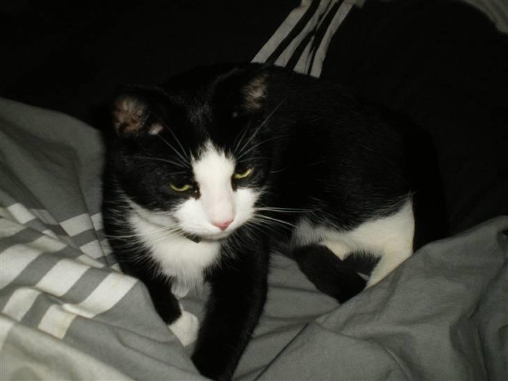 Blanding af racer Speedy - et af de nye billeder af drengen billede 18