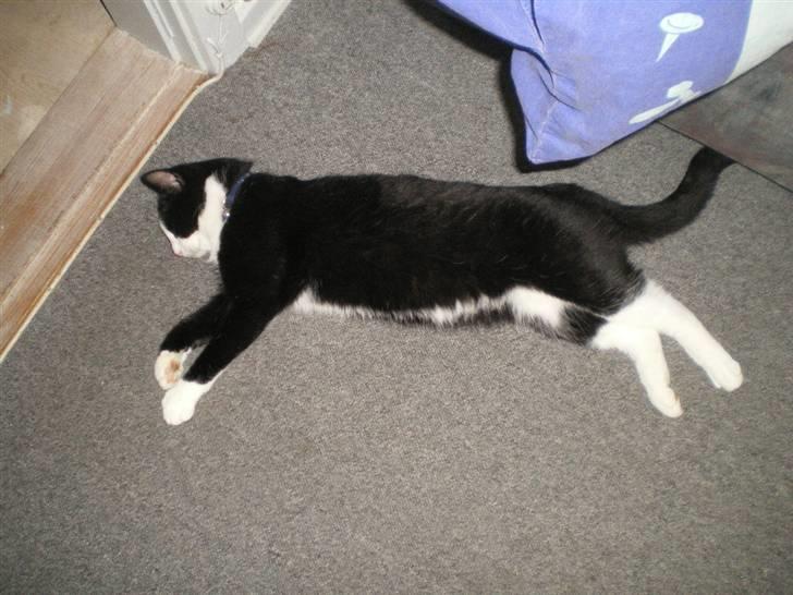 Blanding af racer Speedy - drengen som viser hvor lang han er billede 19