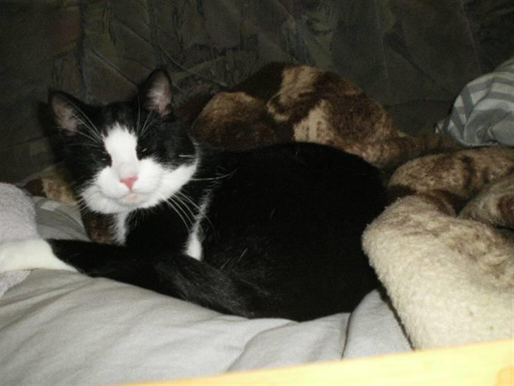 Blanding af racer Speedy - Han kan også blive meget lille billede 20