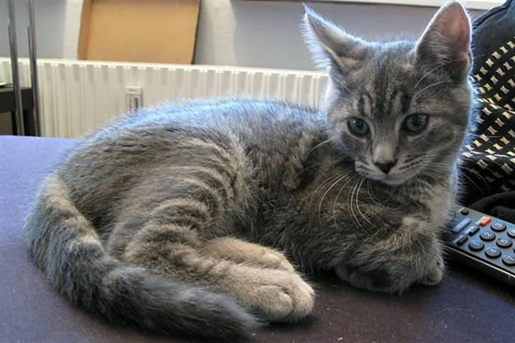 Huskat Pollux - Igen en hyggestund på sofaen.. det bruger han meget tid på :) billede 8