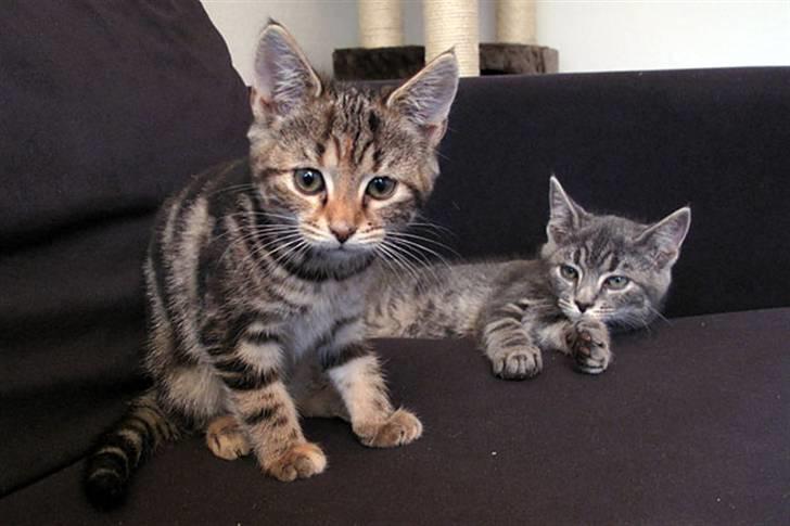 Huskat Pollux - Castor og Pollux på sofaen billede 9