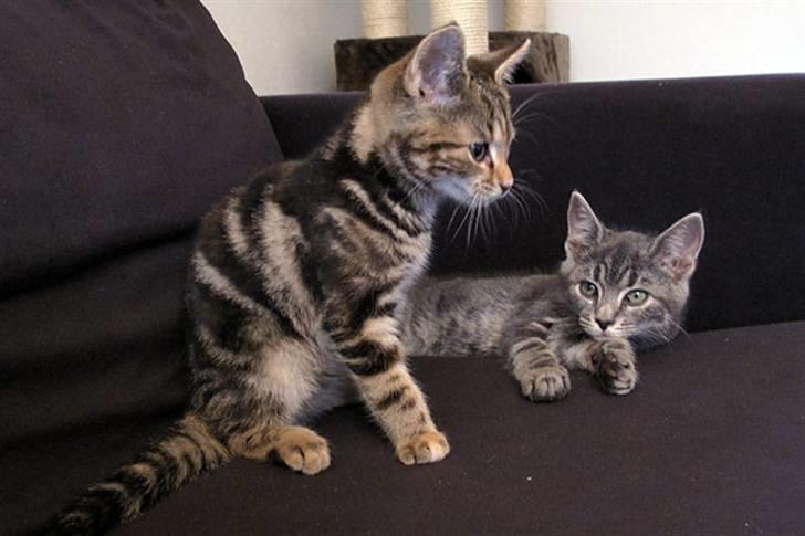 Huskat Pollux - Castor og Pollux på sofaen billede 10