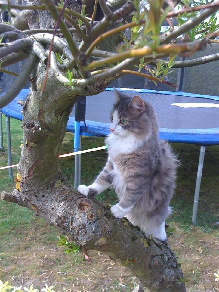 Norsk Skovkat Gizmo billede 1