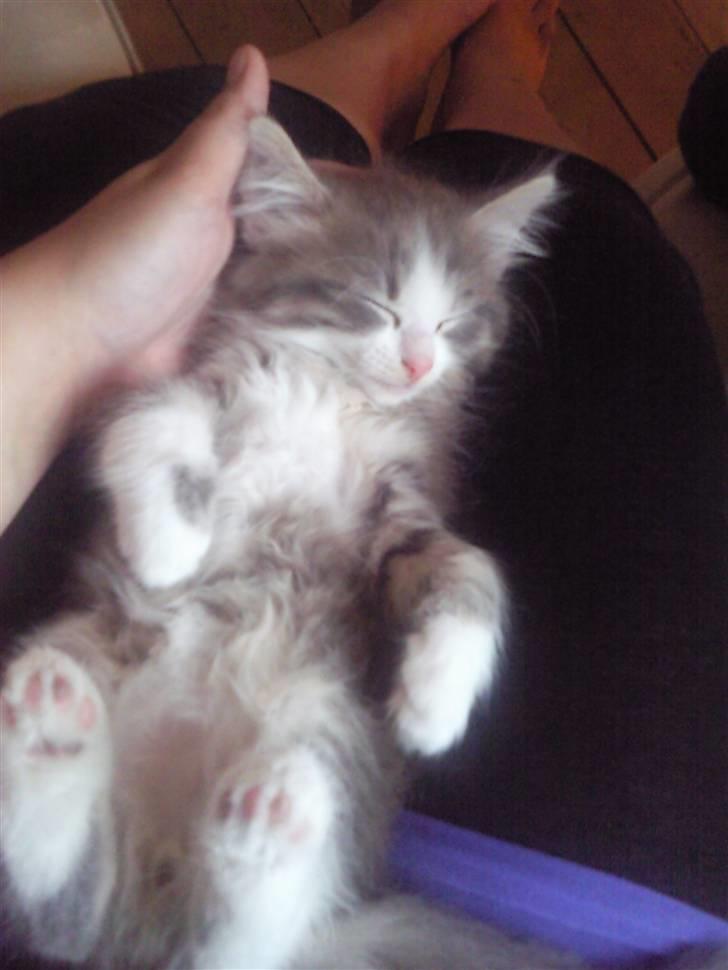 Norsk Skovkat Gizmo billede 2