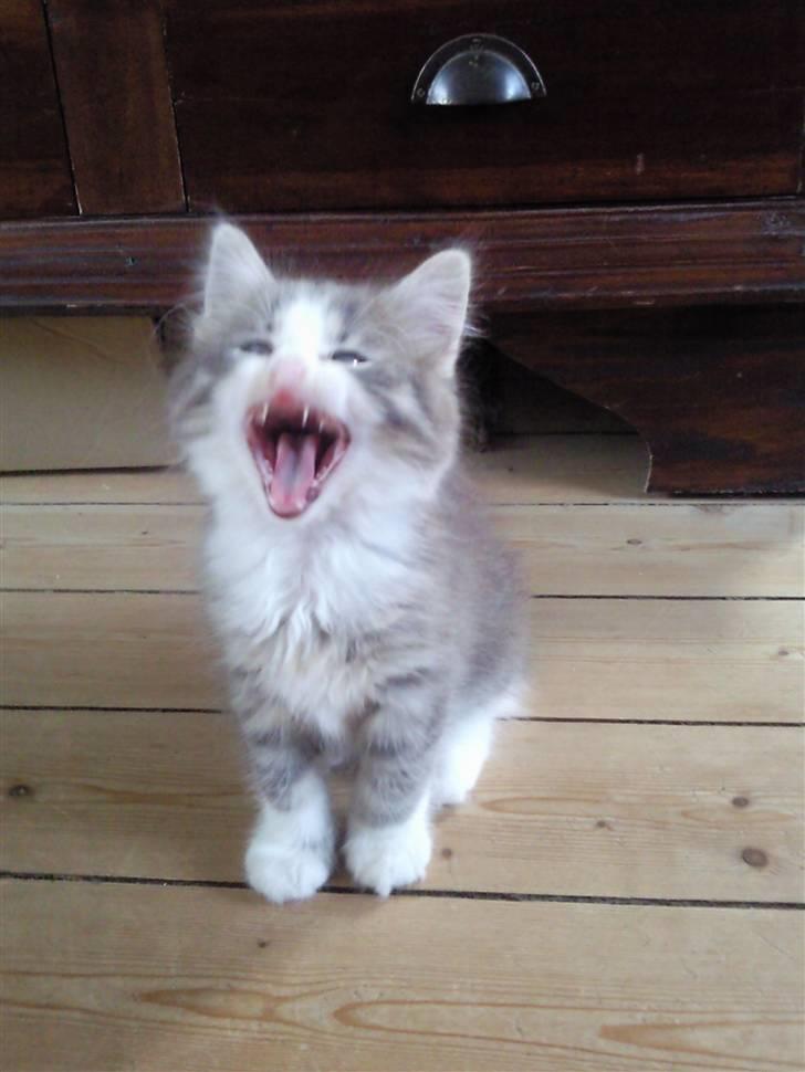 Norsk Skovkat Gizmo billede 3