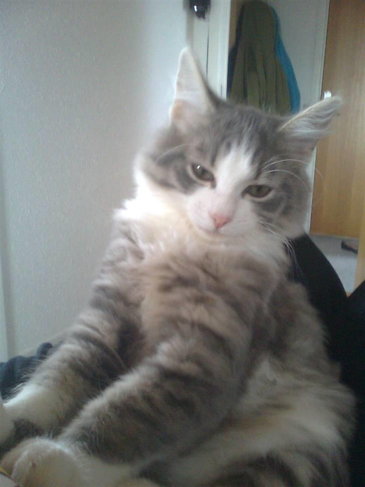 Norsk Skovkat Gizmo billede 4