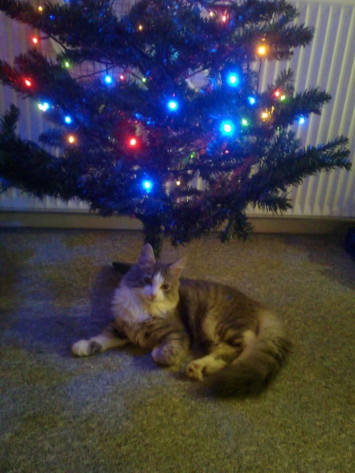 Norsk Skovkat Gizmo billede 5