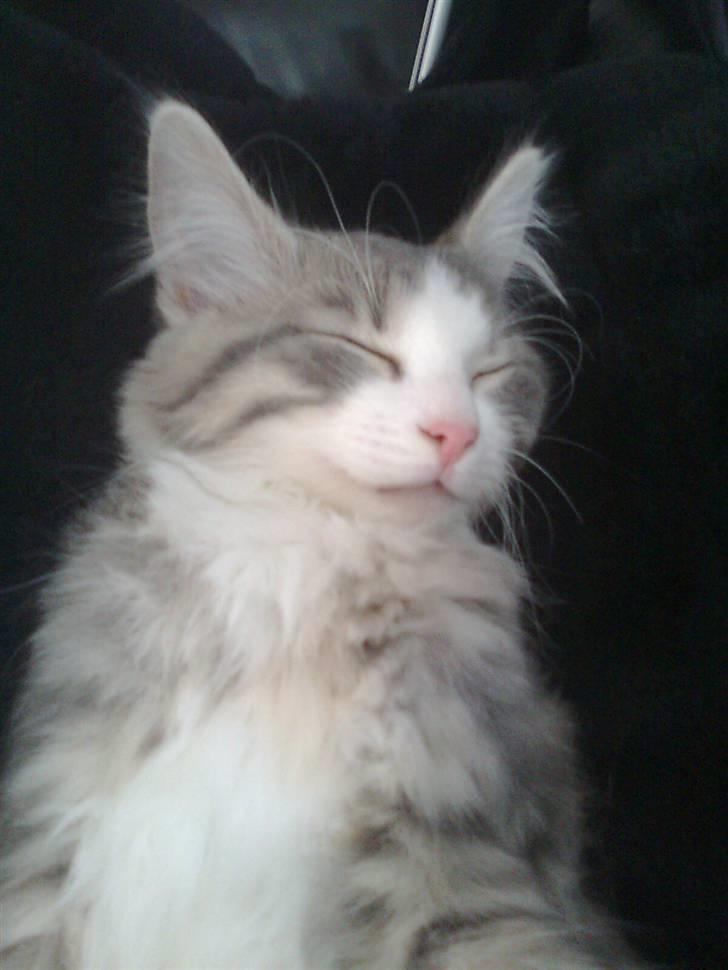 Norsk Skovkat Gizmo billede 6