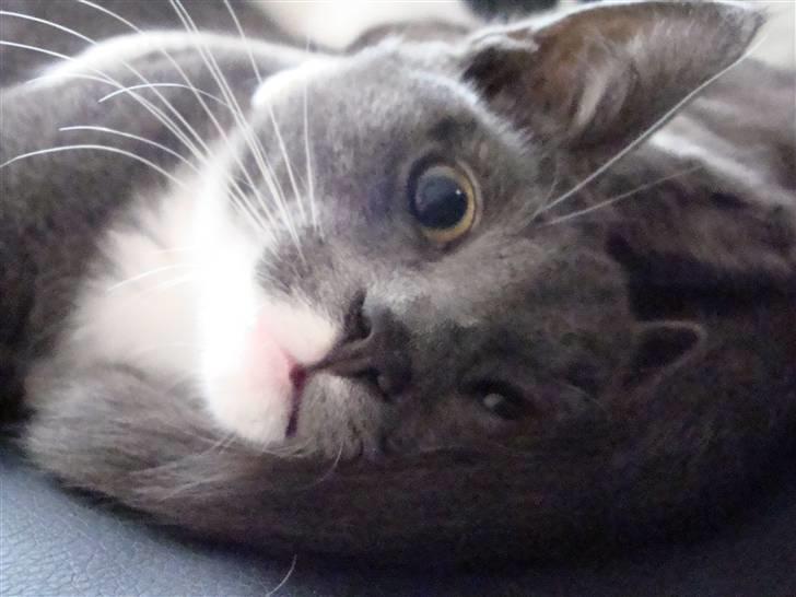 Huskat Pølse billede 1