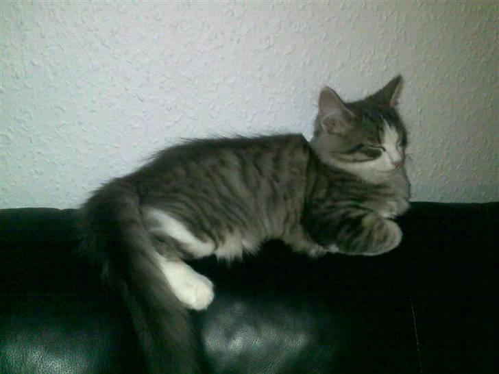 Norsk Skovkat Gizmo billede 7