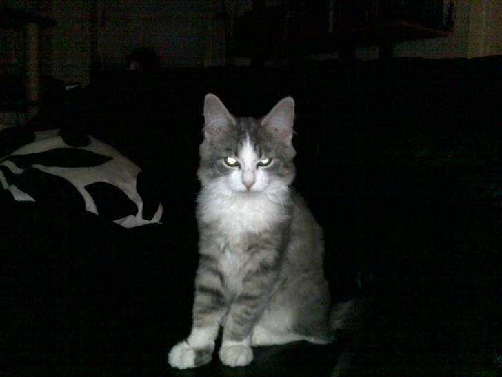 Norsk Skovkat Gizmo billede 8