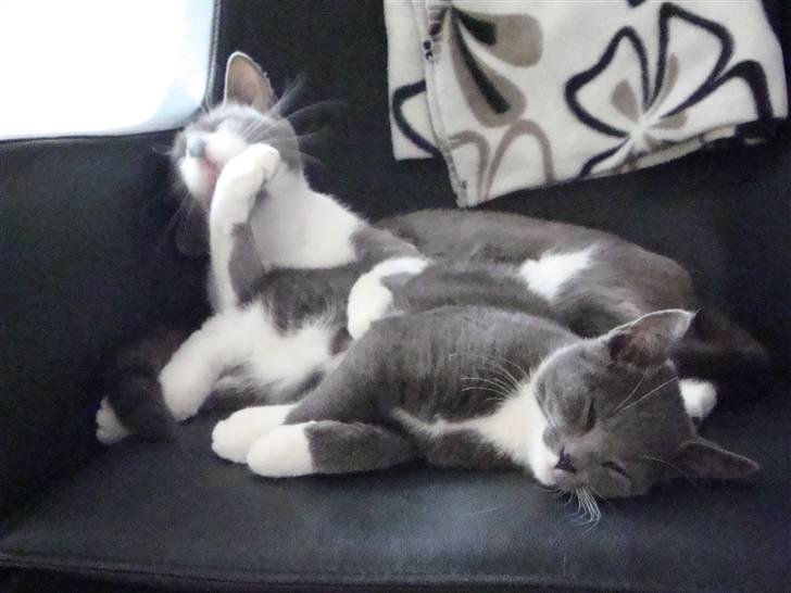 Huskat Pølse billede 3