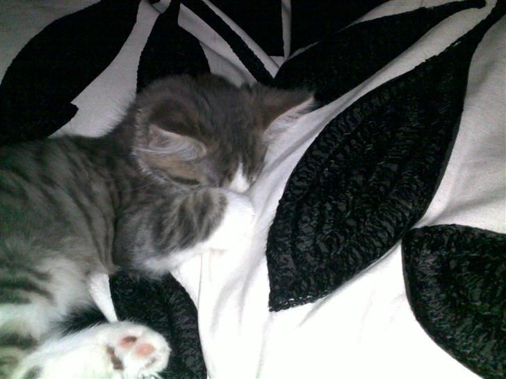 Norsk Skovkat Gizmo billede 9