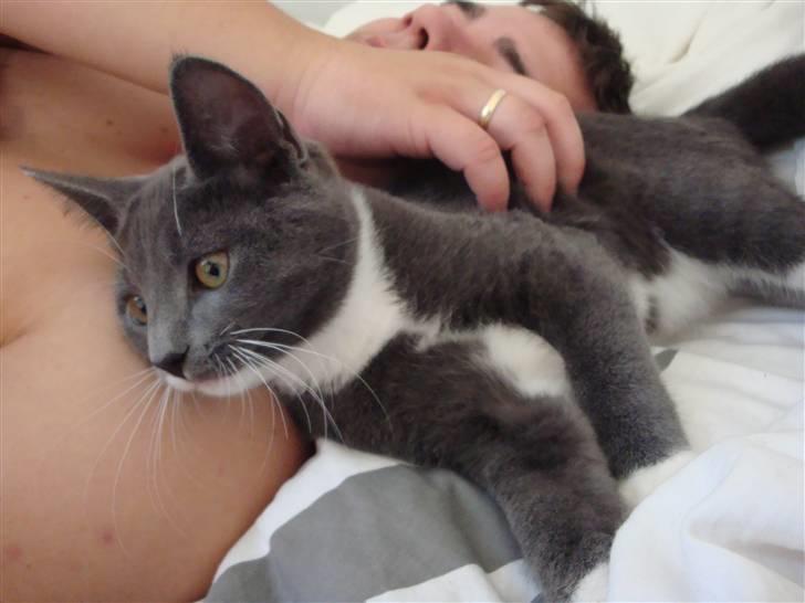 Huskat Pølse billede 4