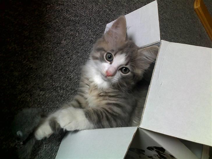 Norsk Skovkat Gizmo billede 10