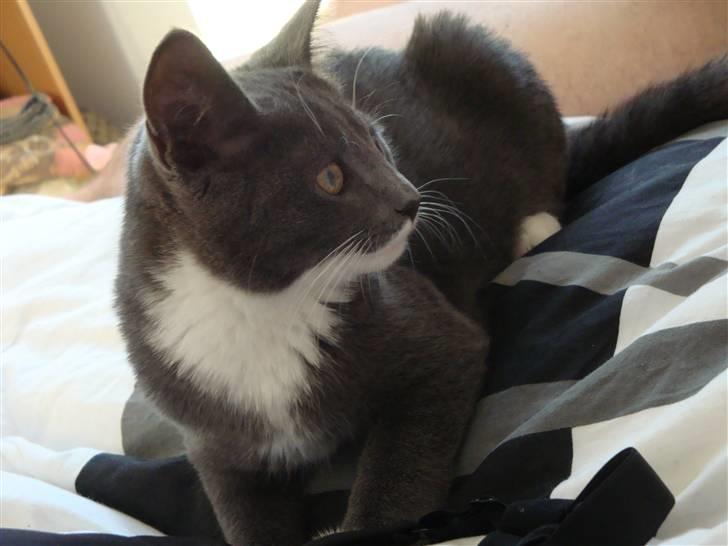 Huskat Pølse billede 5