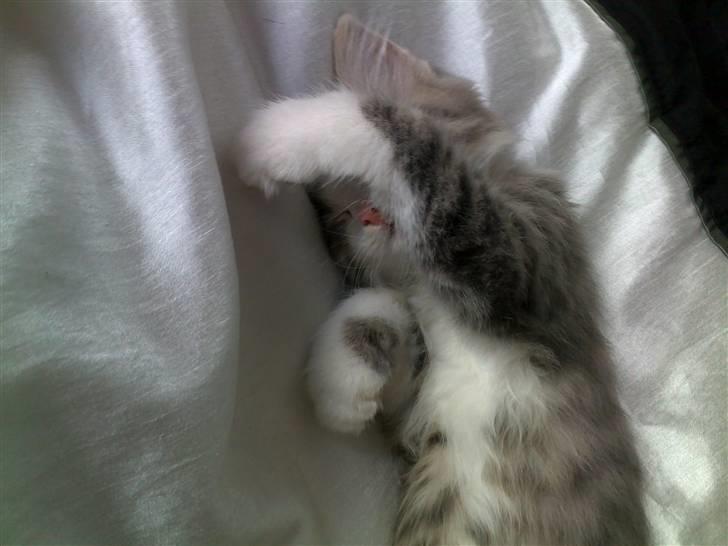 Norsk Skovkat Gizmo billede 11