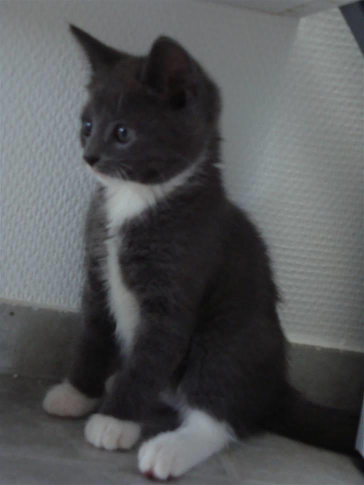 Huskat Pølse billede 6