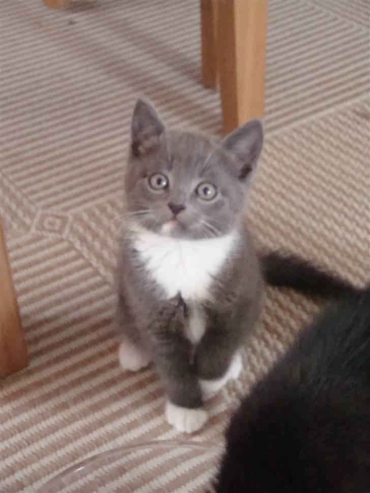 Huskat Pølse billede 7