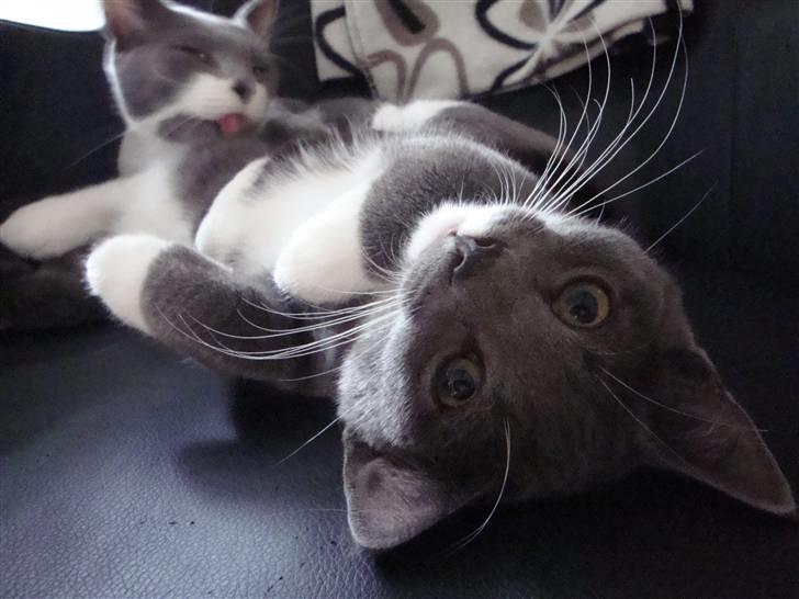 Huskat Pølse billede 9