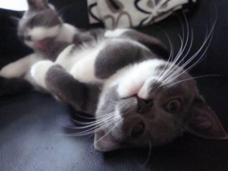 Huskat Pølse billede 10