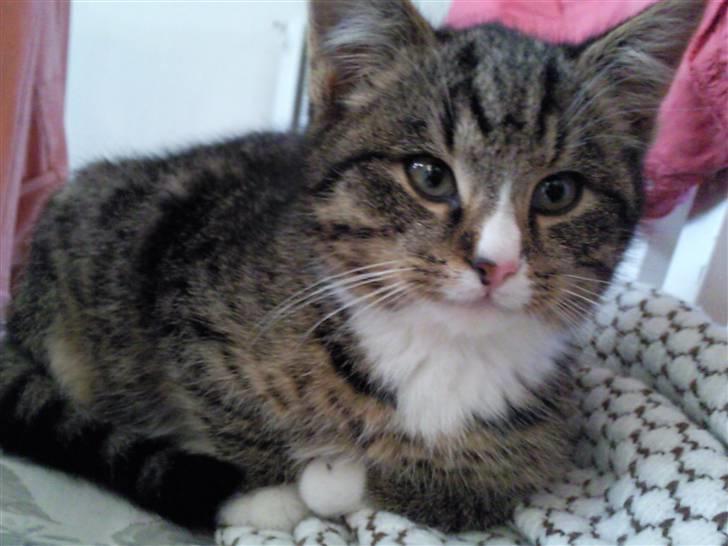 Huskat Theodor billede 1