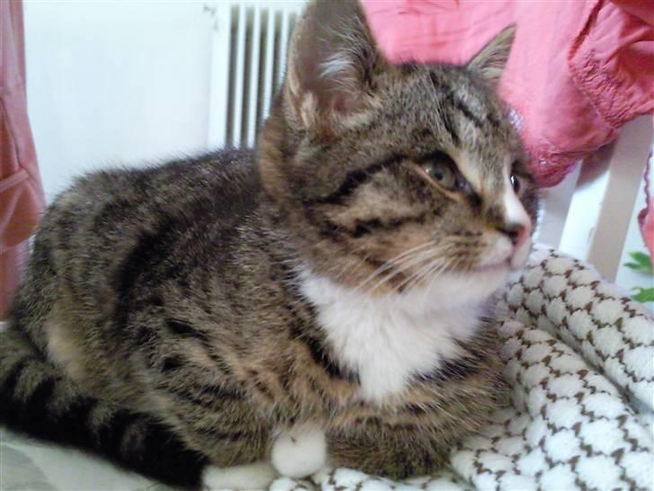 Huskat Theodor billede 2