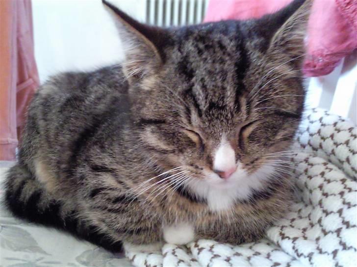 Huskat Theodor billede 3