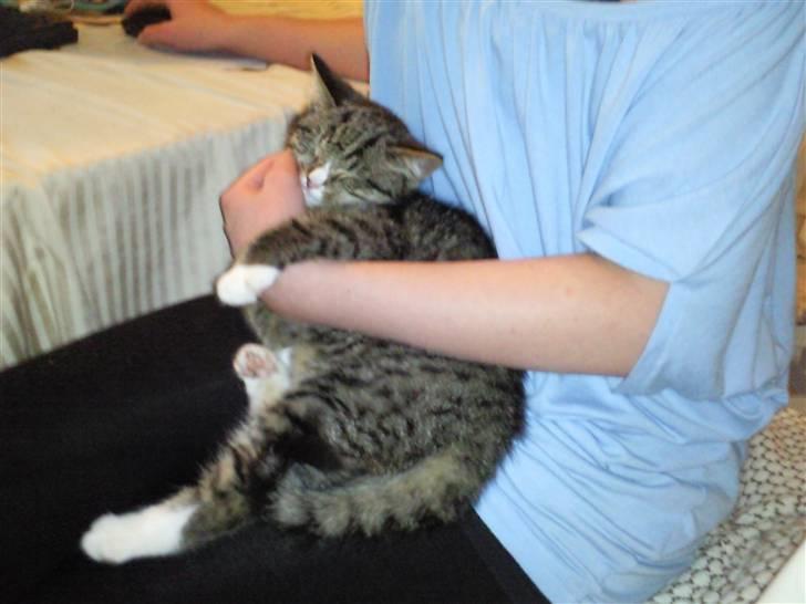 Huskat Theodor billede 4