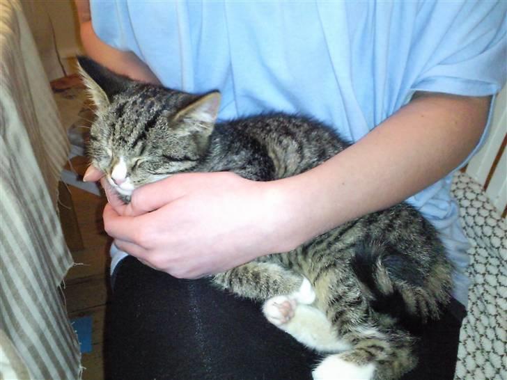 Huskat Theodor billede 5