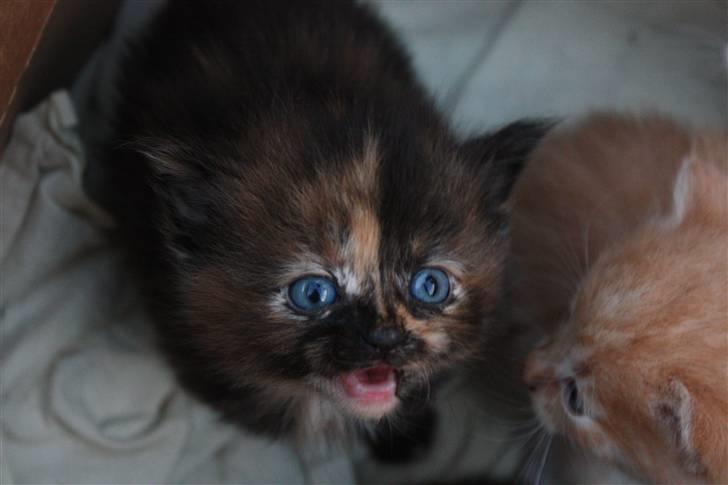 Blanding af racer Molly  - Velkommen til Molly´s profil (: billede 1