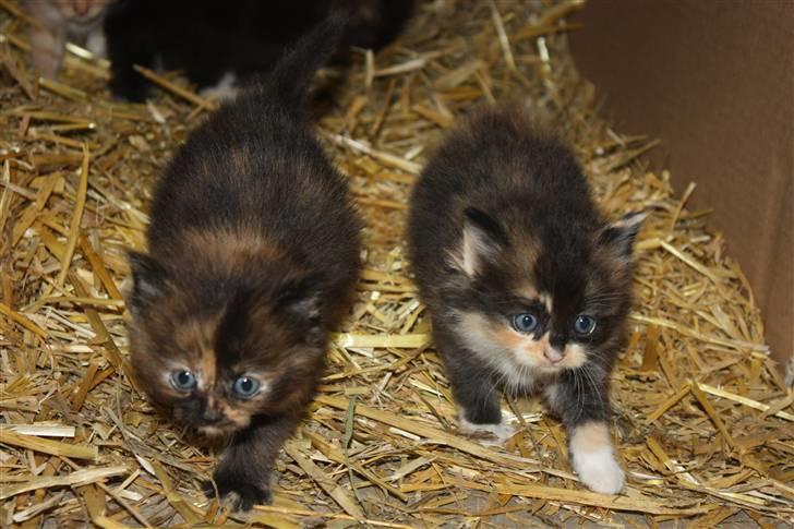 Blanding af racer Molly  - Molly sammen med sin søster (: *Molly til venstre*  billede 2