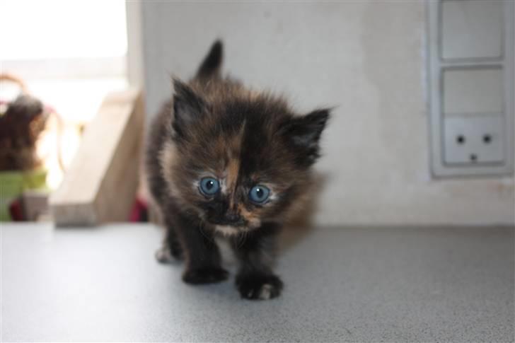 Blanding af racer Molly  - Lidt fotogen er man vel? (: billede 3