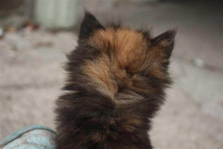 Blanding af racer Molly  - Hendes smukke pels (: billede 4