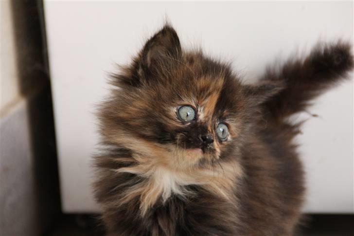 Blanding af racer Molly  - Lidt charme har man vel(: billede 5