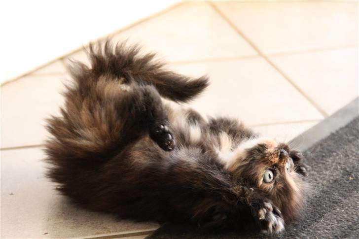 Blanding af racer Molly  - Der ska os være plads til at lege (: billede 6