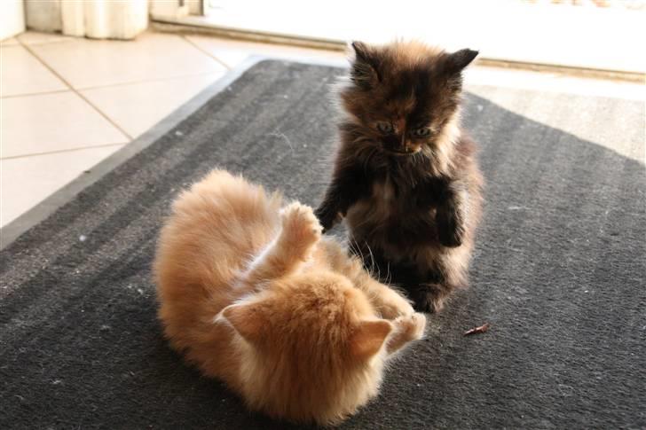 Blanding af racer Molly  - Molly leger med sin bror simba(: billede 7