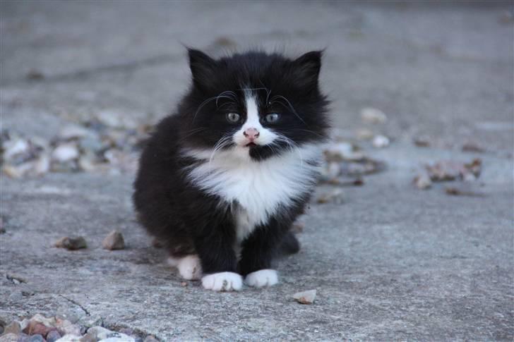 Blanding af racer Tobi R.I.P - Lige spist (: billede 10