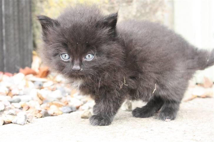 Blanding af racer Panter  - Velkommen til Panter´s profil :) billede 1