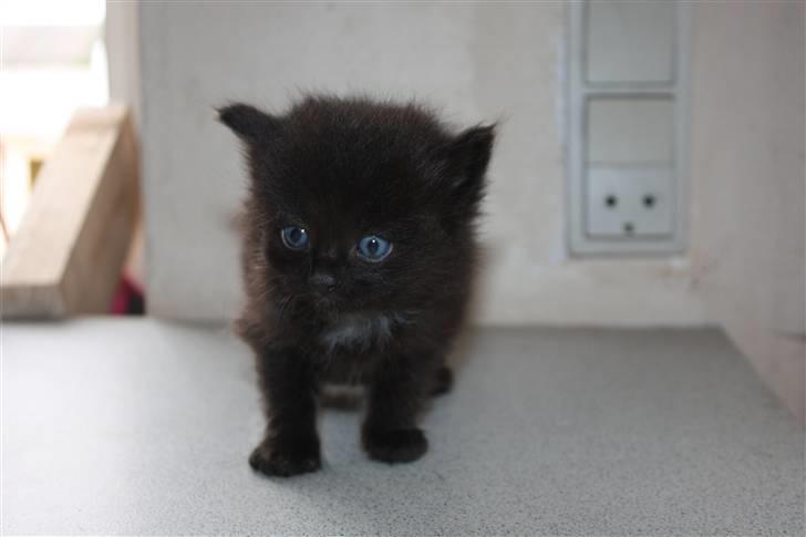 Blanding af racer Panter  - Så står man model (: billede 2