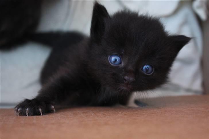 Blanding af racer Panter  - første gang uden for (: billede 3