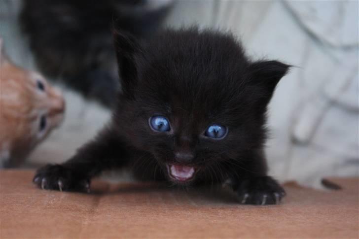 Blanding af racer Panter  - Jeg vil op! ;D billede 4