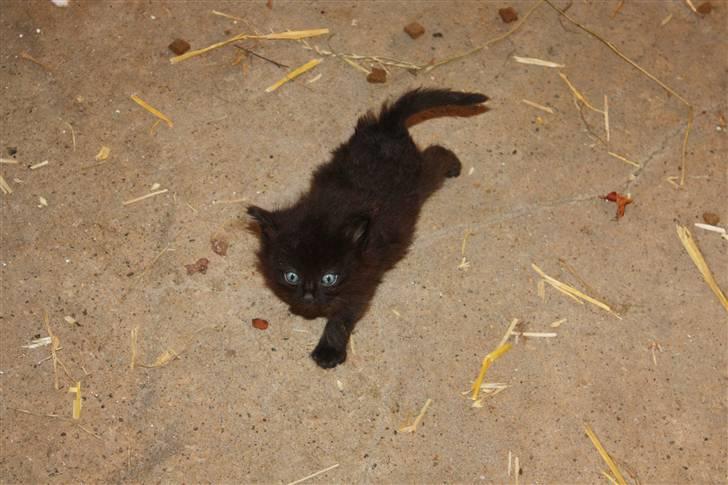 Blanding af racer Panter  billede 5