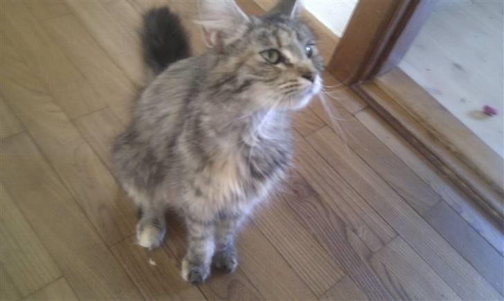 Maine Coon Lulu - Lulu missen <3 billede 1