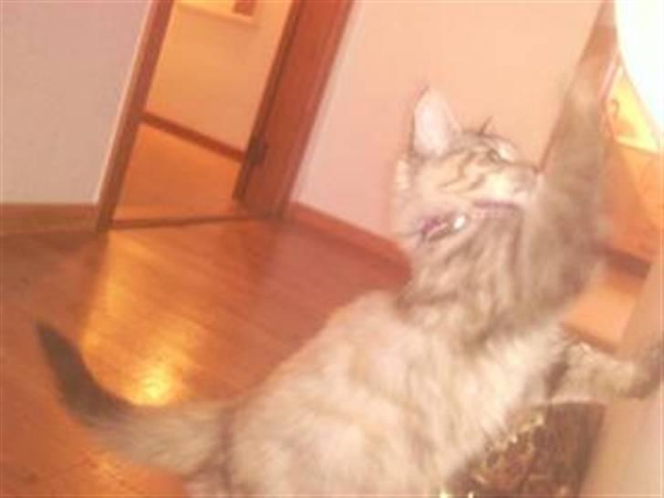Maine Coon Lulu - Min legesyge Lulumis da vi fik hende :) billede 2