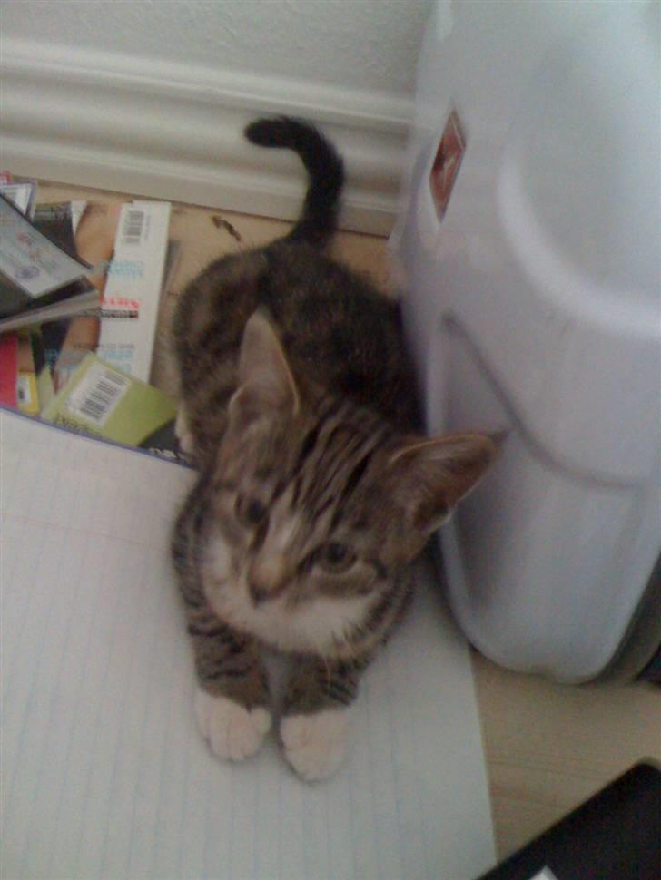 Huskat "Malou" Mis-pige - vi leger lige gemmeleg billede 9