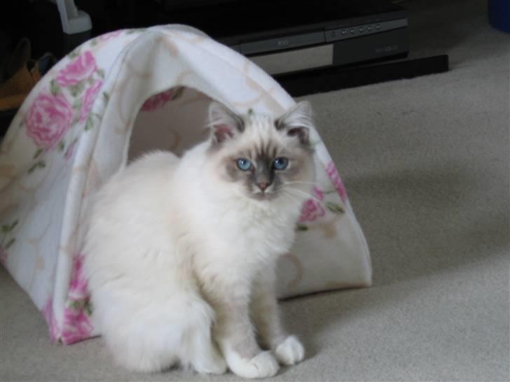 Hellig Birma Lucille billede 4