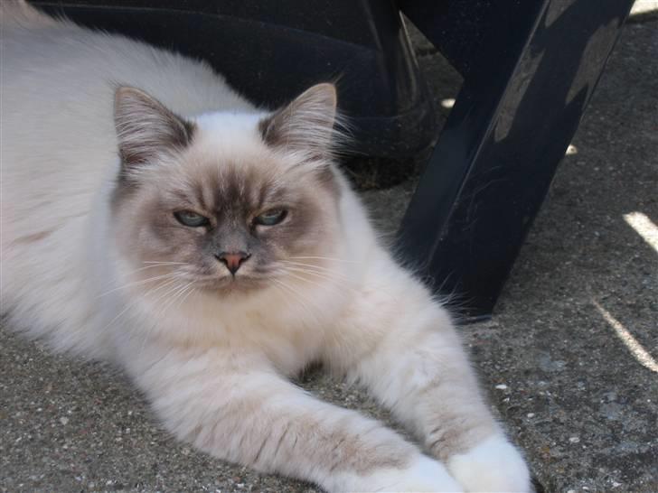 Hellig Birma Lucille billede 5